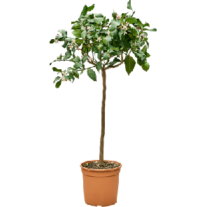 Citrus limon ‘Carrubaro.png