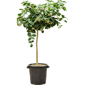 Citrus paradisi 'Lipo_1.png