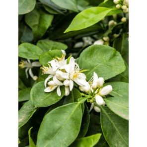 citrus sinensis 'orange' 2.jpg
