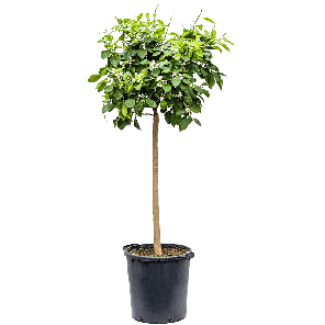Citrus sinensis 'Orange'.png