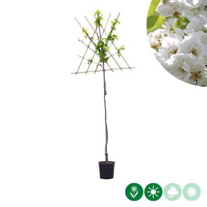 clapps leiboom l.jpg