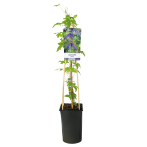 clematis-alpina.png