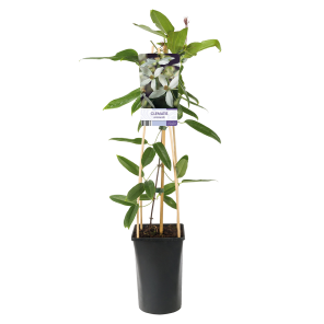 Clematis-armandii.png