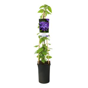 clematis-esther.png