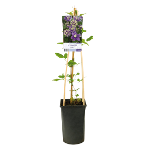 clematis-florida-taiga.png