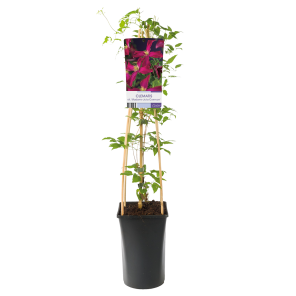 clematis-madame-julia-correvon.png