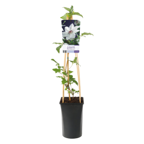 Clematis-patens-Miss-Bateman.png
