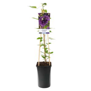 Clematis-patens-Multi-Blue.png