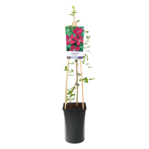 Clematis-viticella-Rubra.png