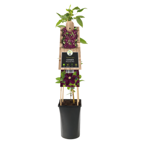 clematis-warszawska-60-80.png