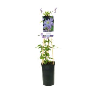Clematis  Prince Charles.jpg