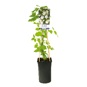 Clematis 'Paul Farges'1-2.png