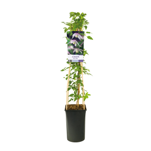 Clematis alpina 'Willy' 2(2).png