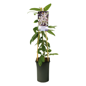 Clematis armandii 'Apple Blossom'.png