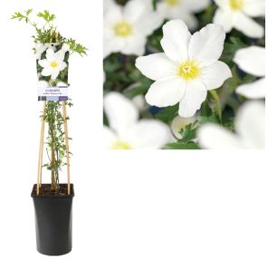 clematis avalancge.jpg