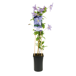 Clematis 'Blue Angel' 1(2).png