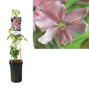 clematis broughton star.jpg