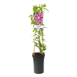Clematis 'Dr. Ruppel' 1(2).png