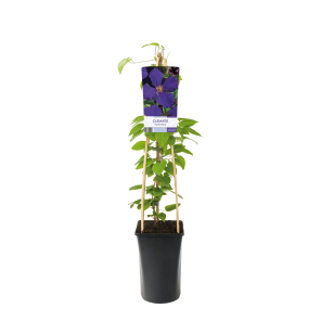 Clematis 'Jackmanii' 2(2).png