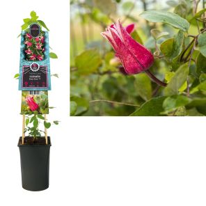 Clematis kings glory_1.jpg