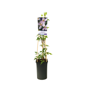 Clematis montana 'Fragrant Spring' 2(2).png