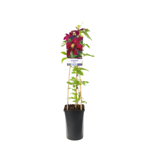 Clematis 'Niobe' 3(2).png
