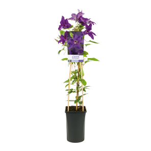 Clematis patens 'The President' 3(2).png