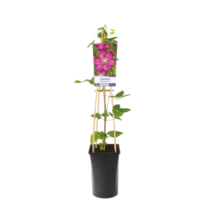 Clematis patens 'Ville de Lyon' 2(2).png