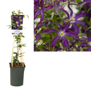 clematis purple tentacles.jpg
