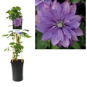 clematis rollercoaster_1.jpg