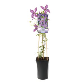 Clematis So Many Lavender Flowers.jpg