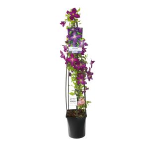 Clematis So Many Purple Flowers klimplant.jpg
