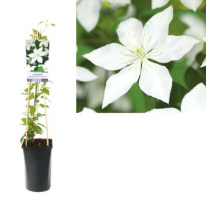 clematis so many white flowers.jpg