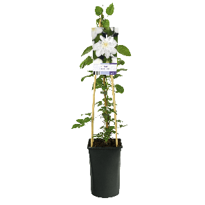 Clematis 'Sylvia Denny'3-2.png