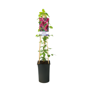 Clematis texensis 'Princess Diana' 2(2).png