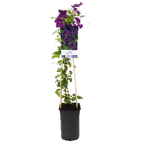 Clematis vit. 'Polish Spirit'1-2.png