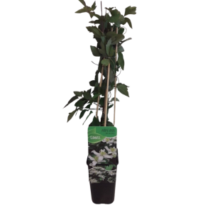 clematis wilsonii.png