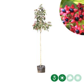 clerodendrum.jpg
