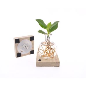 Clusia in Samoaglas met led.jpg