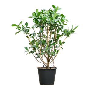 clusia rosea vertakt xl.png