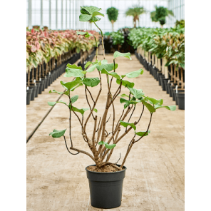 coccoloba uvifera vertakt m.png