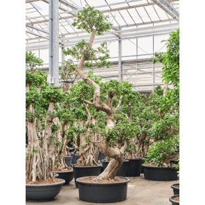 compacta bonsai xxl.png