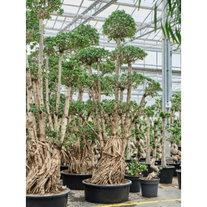 compacta bonsai xxxl.png