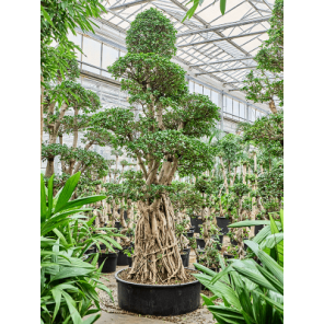 compacta bonsai xxxxl.png
