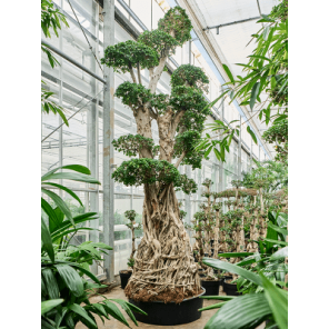 compacta bonsai xxxxxl.png