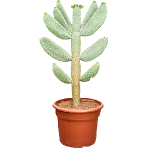 consolea.png