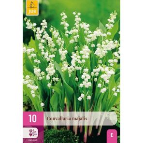 Convallaria majalis_1.jpg