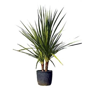 cordyline-meerstammig_d68bd6.jpg