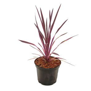 cordyline-pink-passion_6baefa.jpg