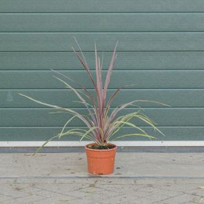 Cordyline australis can can.jpeg